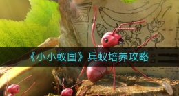 小小蚁国兵蚁怎么培养(兵蚁培养攻略)