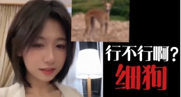 抖音你行不行啊细狗是什么梗(程女士你行不行啊细狗梗介绍)